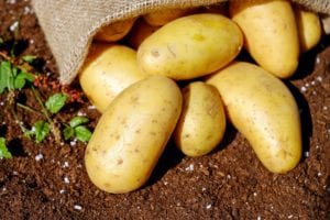 golden-potatoes-on-the-ground